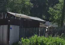 Focar de infecție ,,Mangalița”! Ferma clandestină de porci de la Roșiuța, reîntregită