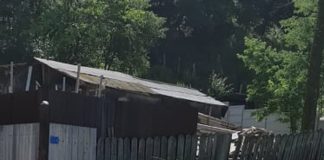 Focar de infecție ,,Mangalița”! Ferma clandestină de porci de la Roșiuța, reîntregită