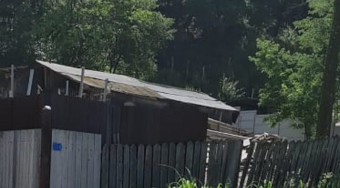 Focar de infecție ,,Mangalița”! Ferma clandestină de porci de la Roșiuța, reîntregită