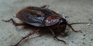 Supermarket amendat cu 10.000 de lei. S-au găsit insecte în spațiile de depozitare