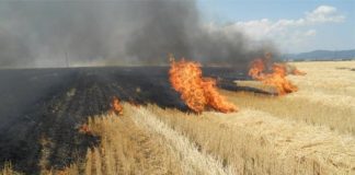 APIA Gorj: Arderea miriștilor și a resturilor vegetale pe terenul arabil, precum și a vegetației pajiștilor permanente, interzisă