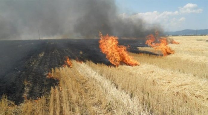 APIA Gorj: Arderea miriștilor și a resturilor vegetale pe terenul arabil, precum și a vegetației pajiștilor permanente, interzisă