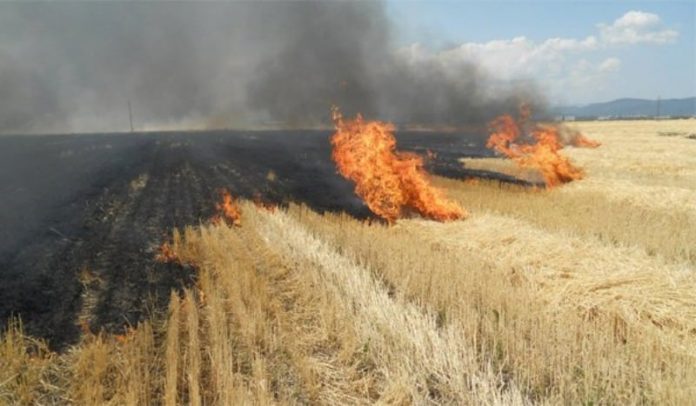 Gorjeni amendați după ce au dat foc vegetației uscate