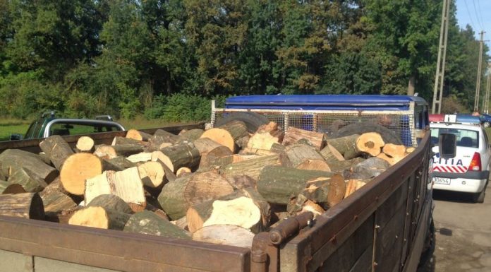 Un pădurar beat a dat aviz neconform unui bărbat din Telești! Lemnele, confiscate!