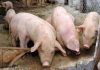 Ajutor de stat pentru crescătorii de porci