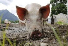 Încă 2 focare de pestă porcină din Gorj, lichidate! Doar unul singur, activ!