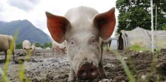 Încă 2 focare de pestă porcină din Gorj, lichidate! Doar unul singur, activ!