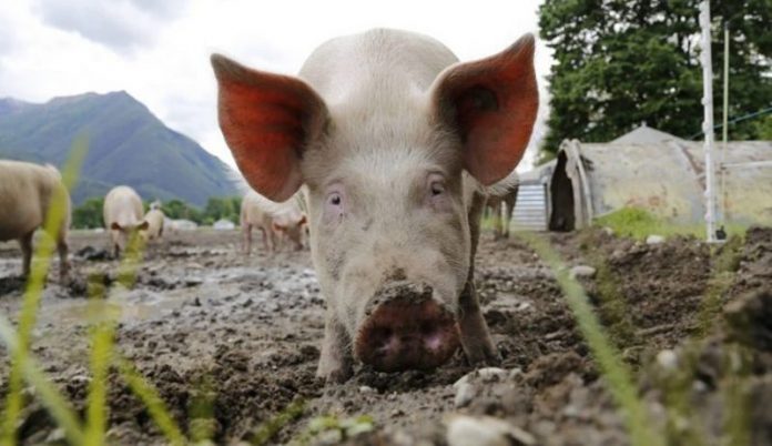 pesta-porcina