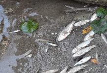 Dezastru ecologic! Zeci de pești morți în Jiu!