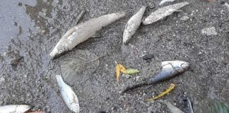 Poluare pe Jiu! Pești morți!