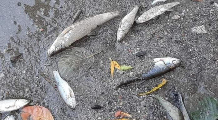 Poluare pe Jiu! Pești morți!