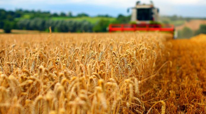 Agricultura pe înțelesul tuturor – Înființarea culturilor de toamnă (II)