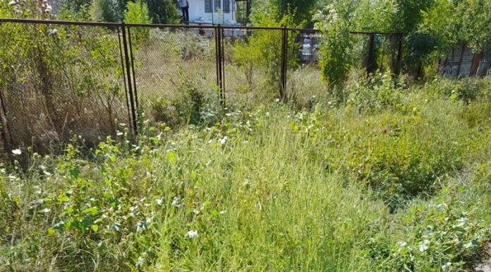 Controale în județ pentru combaterea ambroziei