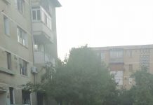 Municipiul Motru, plin de maidanezi! Padocul neîncăpător pentru alte patrupede