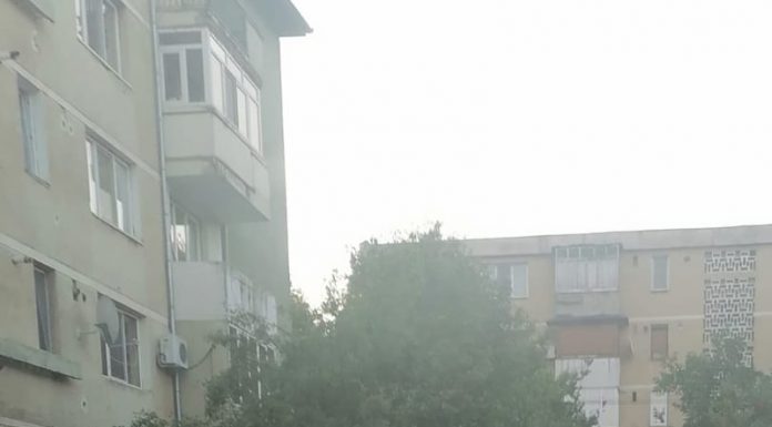 Municipiul Motru, plin de maidanezi! Padocul neîncăpător pentru alte patrupede