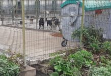 Alooo, Garda de Mediu, DSP, Poliția Animalelor! Focar de infecție la padocul Direcției Publice Motru