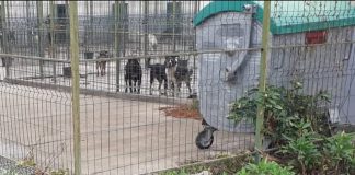 Alooo, Garda de Mediu, DSP, Poliția Animalelor! Focar de infecție la padocul Direcției Publice Motru