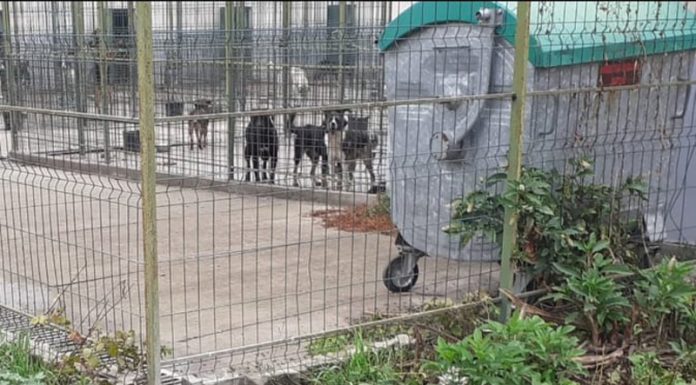 Alooo, Garda de Mediu, DSP, Poliția Animalelor! Focar de infecție la padocul Direcției Publice Motru