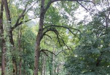 Ecologiștii din Gorj au luat poziție împotriva schimbării lui Berceanu