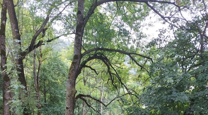 Ecologiștii din Gorj au luat poziție împotriva schimbării lui Berceanu