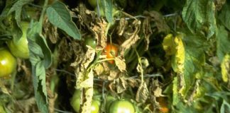 Agricultura pe înțelesul tuturor – Bolile tomatelor