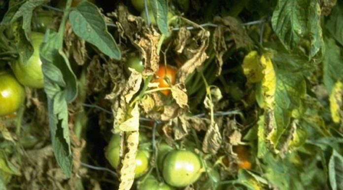 Agricultura pe înțelesul tuturor – Bolile tomatelor