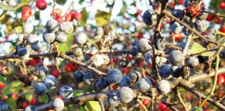 ATITUDINI AUTUMNALE – „Chimicale” de pădure
