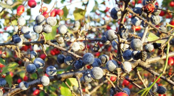 ATITUDINI AUTUMNALE – „Chimicale” de pădure