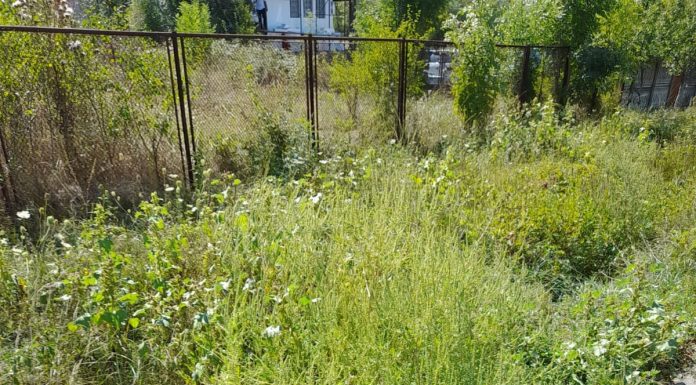 Controale în județ pentru combaterea ambroziei