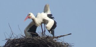 Autumnale – Drumul cel lung