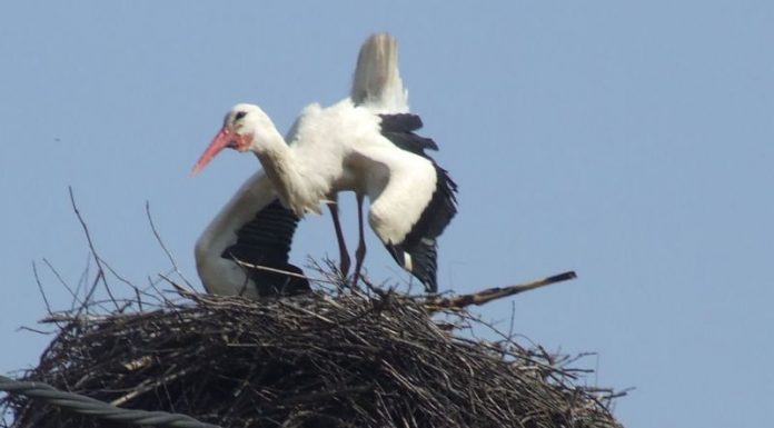 Autumnale – Drumul cel lung