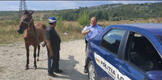 Cai lăsați liberi în Târgu-Jiu. Amenzi!