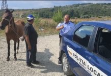 Cai lăsați liberi, proprietari amendați