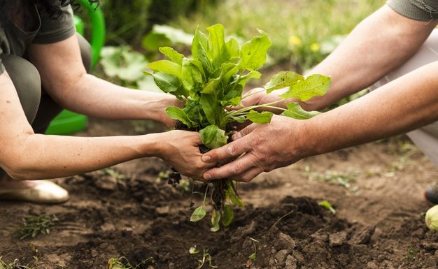 Ministrul Oros anunță că sute de milioane de euro vor ajunge la fermieri