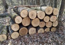 Dosar penal pentru un bărbat din Mătăsari: tăiere ilegală de arbori