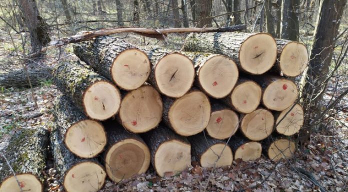 Lemne confiscate de poliție