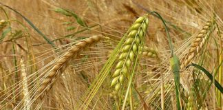 Agricultura pe înțelesul tuturor – Înființarea culturilor de toamnă (III)