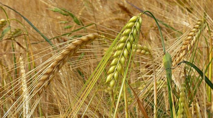 Agricultura pe înțelesul tuturor – Înființarea culturilor de toamnă (III)