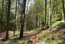 Păduri din Gorj, în Catalogul naţional al pădurilor virgine şi cvasivirgine