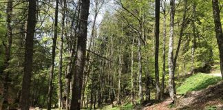 Păduri din Gorj, în Catalogul naţional al pădurilor virgine şi cvasivirgine