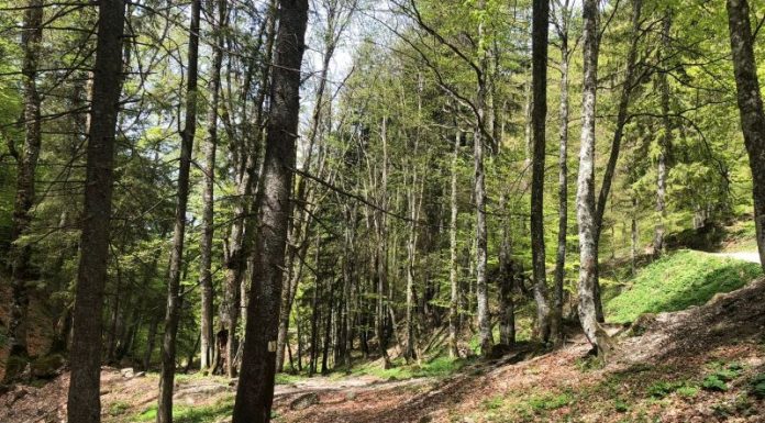 Păduri din Gorj, în Catalogul naţional al pădurilor virgine şi cvasivirgine