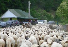 REPERE AUTUMNALE – Sfârşit de transhumanţă