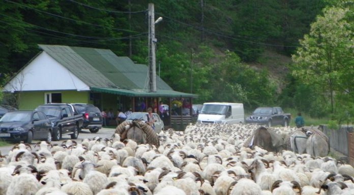 REPERE AUTUMNALE – Sfârşit de transhumanţă