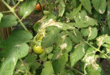 Agricultura pe înțelesul tuturor – Tuta absoluta, cel mai periculos dușman al legumicultorilor