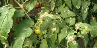 Agricultura pe înțelesul tuturor – Tuta absoluta, cel mai periculos dușman al legumicultorilor