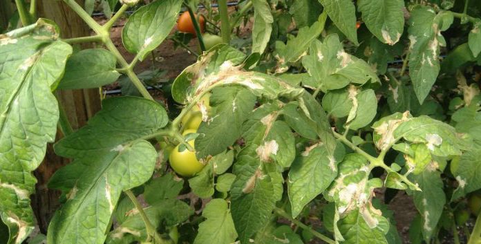 Agricultura pe înțelesul tuturor – Tuta absoluta, cel mai periculos dușman al legumicultorilor