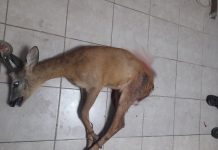 S-a pus praful pe anchetă de la Leurda cu cerbul mâncat de câini