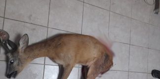 S-a pus praful pe anchetă de la Leurda cu cerbul mâncat de câini