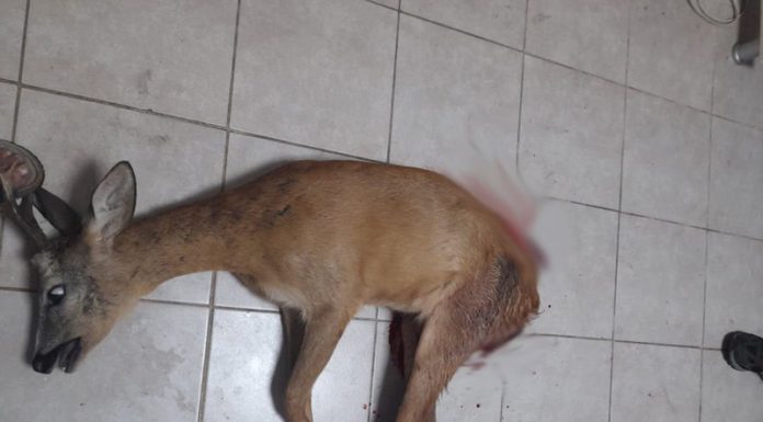 S-a pus praful pe anchetă de la Leurda cu cerbul mâncat de câini