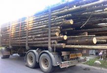 Amendă și permisul suspendat pentru un transportator de lemne!